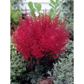 Астильба Astilbe Radius